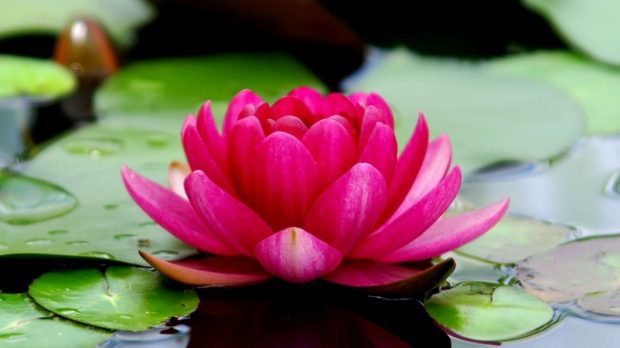 flowers-3294463_1920