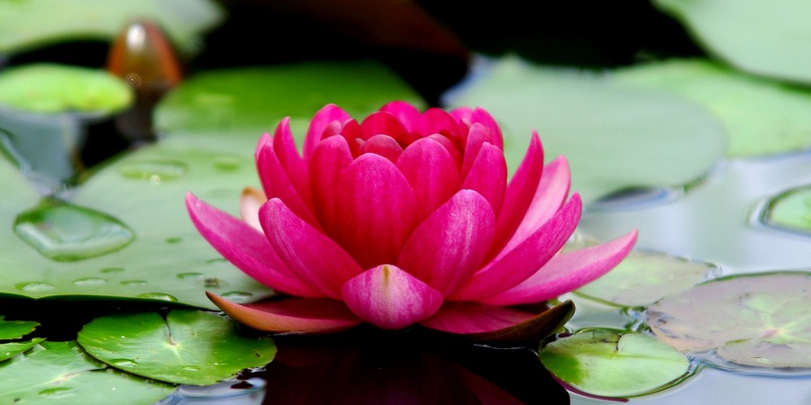 flowers-3294463_1920