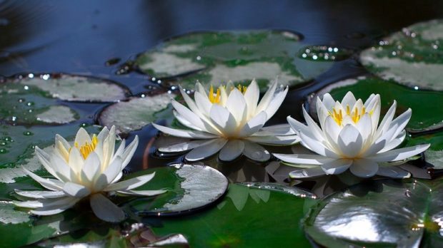 water-lilies-3449574_1920