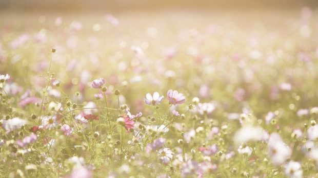 cosmos-flowers-1138041_1920