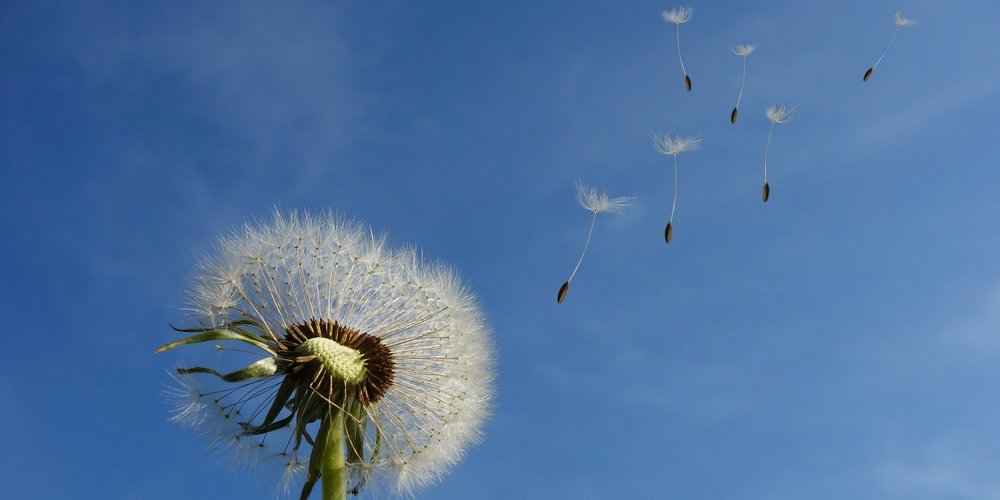 dandelion-463928_1920
