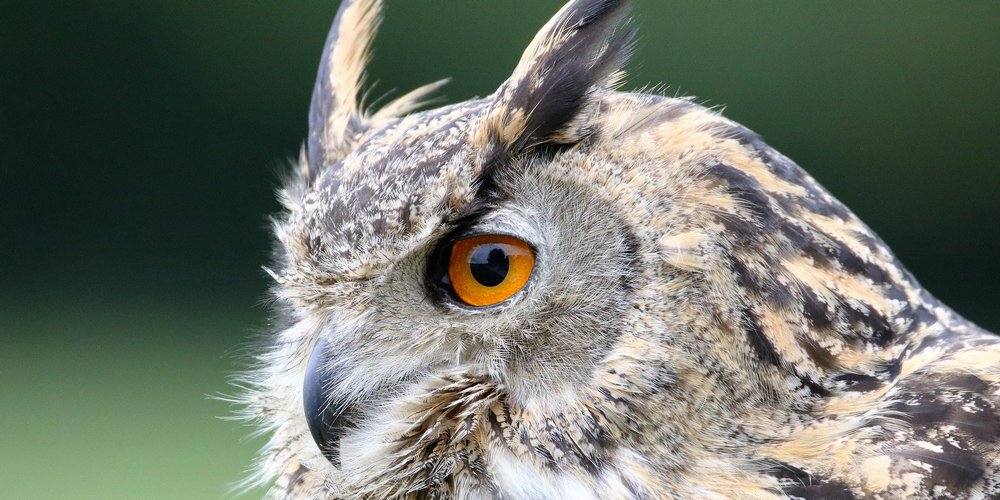 eurasian-eagle-owl-1642795_1920