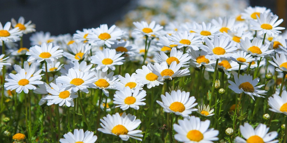 flowers-3307436_1920