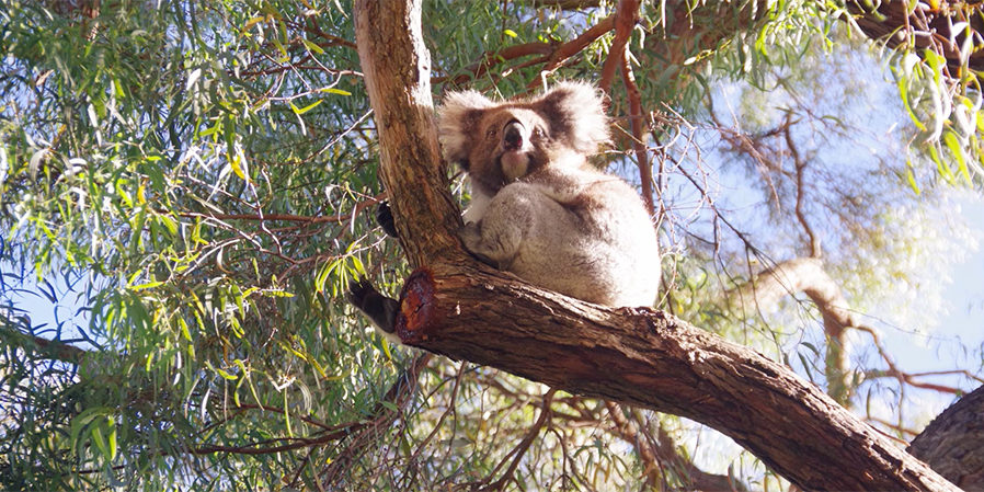 The awakening of Bhuvanesh