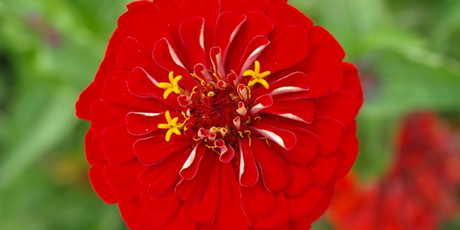 diane-helentjaris-VXz3ABxN2ng-unsplash