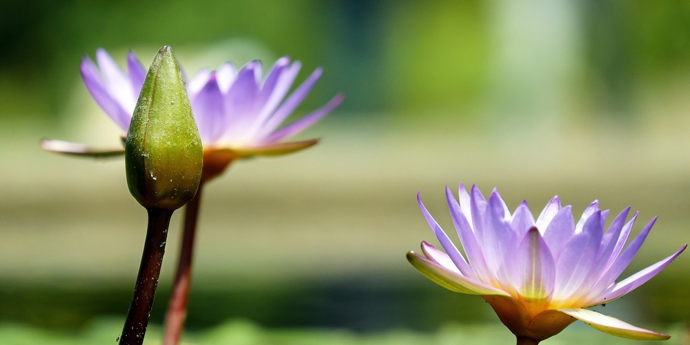 water-lily-1490078_1920