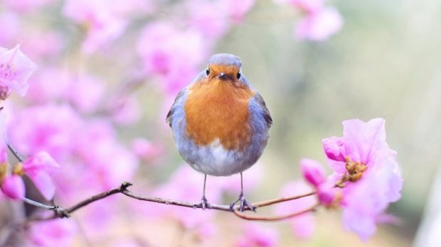 spring-bird-2295436_1920