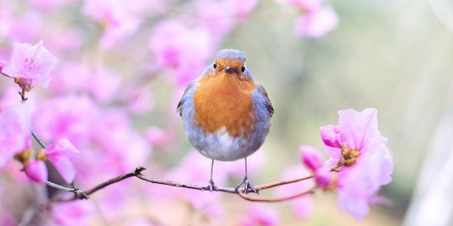 spring-bird-2295436_1920