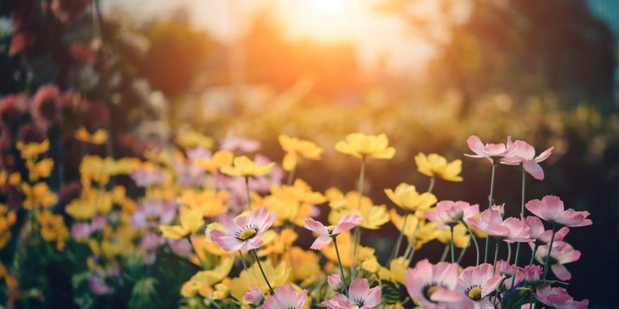 sunrise_flowers-thegem-blog-default