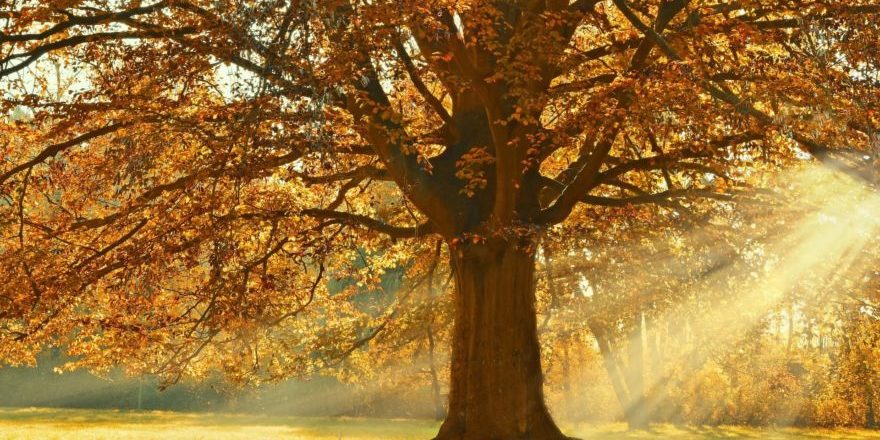Baum-Herbst-thegem-blog-default