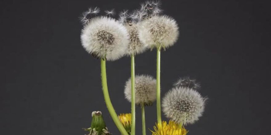 Bildschirmaufnahme_Auswahlbereich_20201228165844-thegem-blog-default