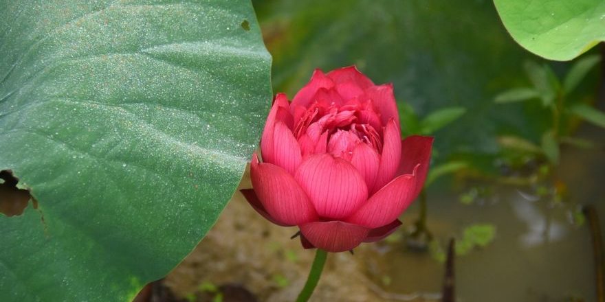 lotus-flowers-4281252_1280-thegem-blog-default