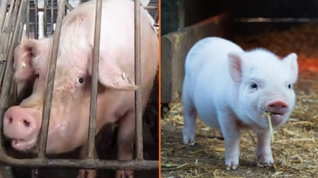 Schweine-thegem-blog-default