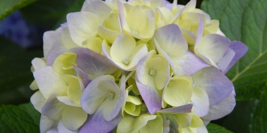 nature-3305330_1280-thegem-blog-default