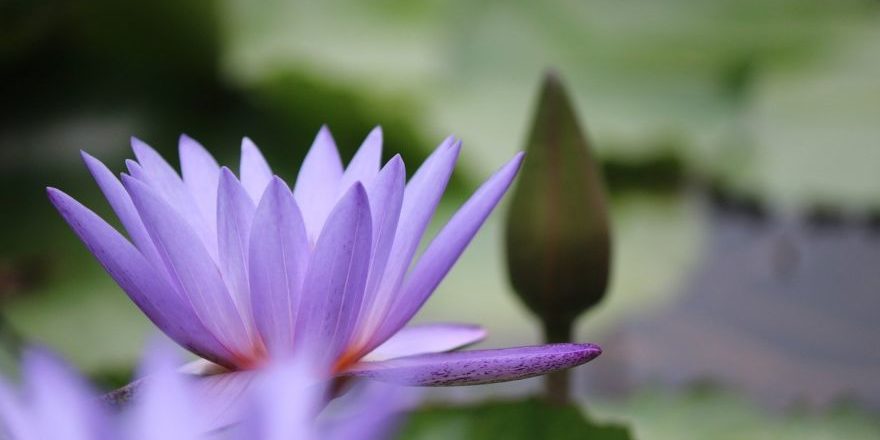 flower-5538547_1280-thegem-blog-default