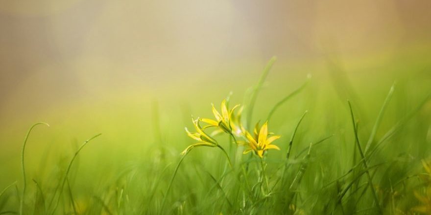 grass-3085457_1280-thegem-blog-default
