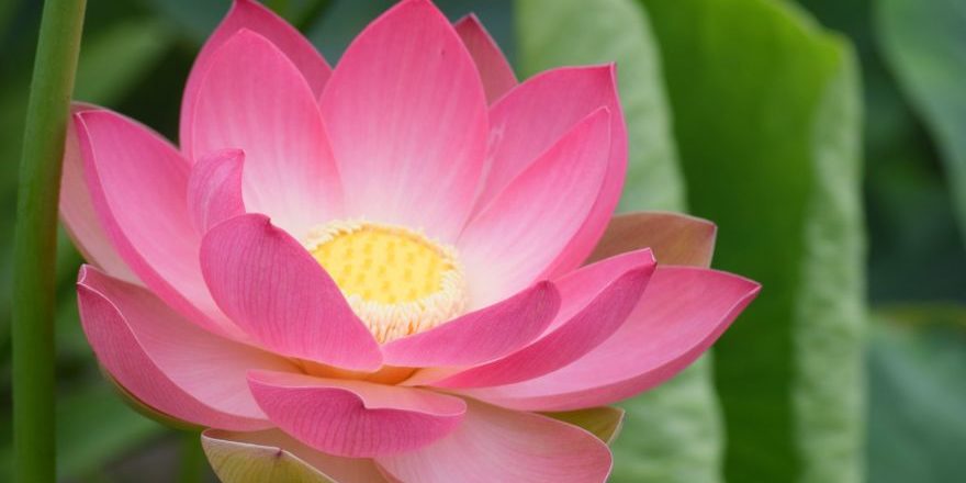 lotus-6065862_1920-thegem-blog-default