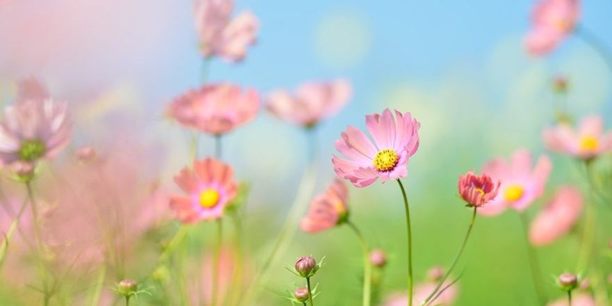 plant-2837468_1280-thegem-blog-default