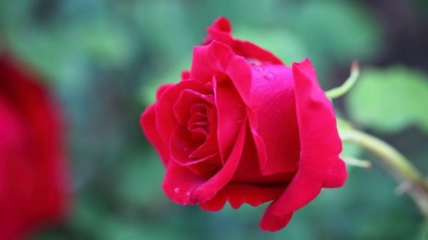 flowers-3218076_1920-thegem-blog-default