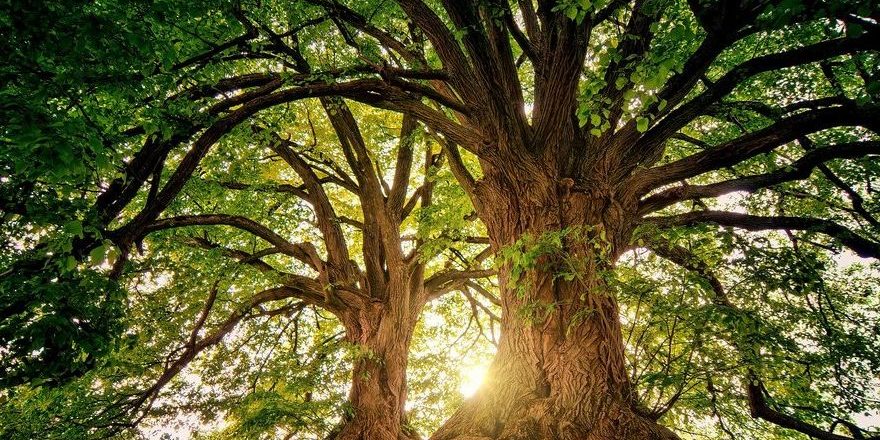 tree-3822149_1920-thegem-blog-default